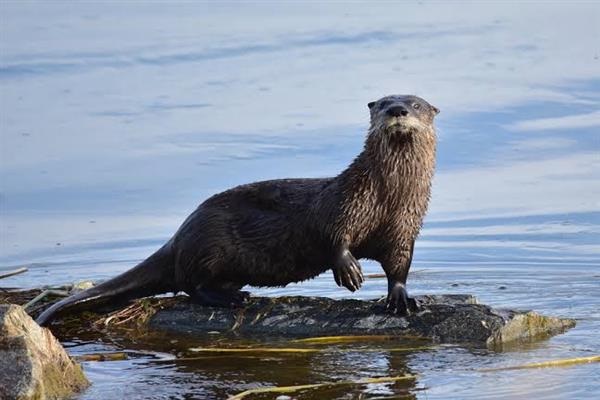 Eurasian Otters Resurface In Gurez…