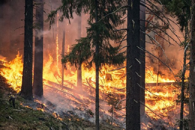 Forest Fire Triggers Landmine Blasts Along LoC In J&K’s Poonch